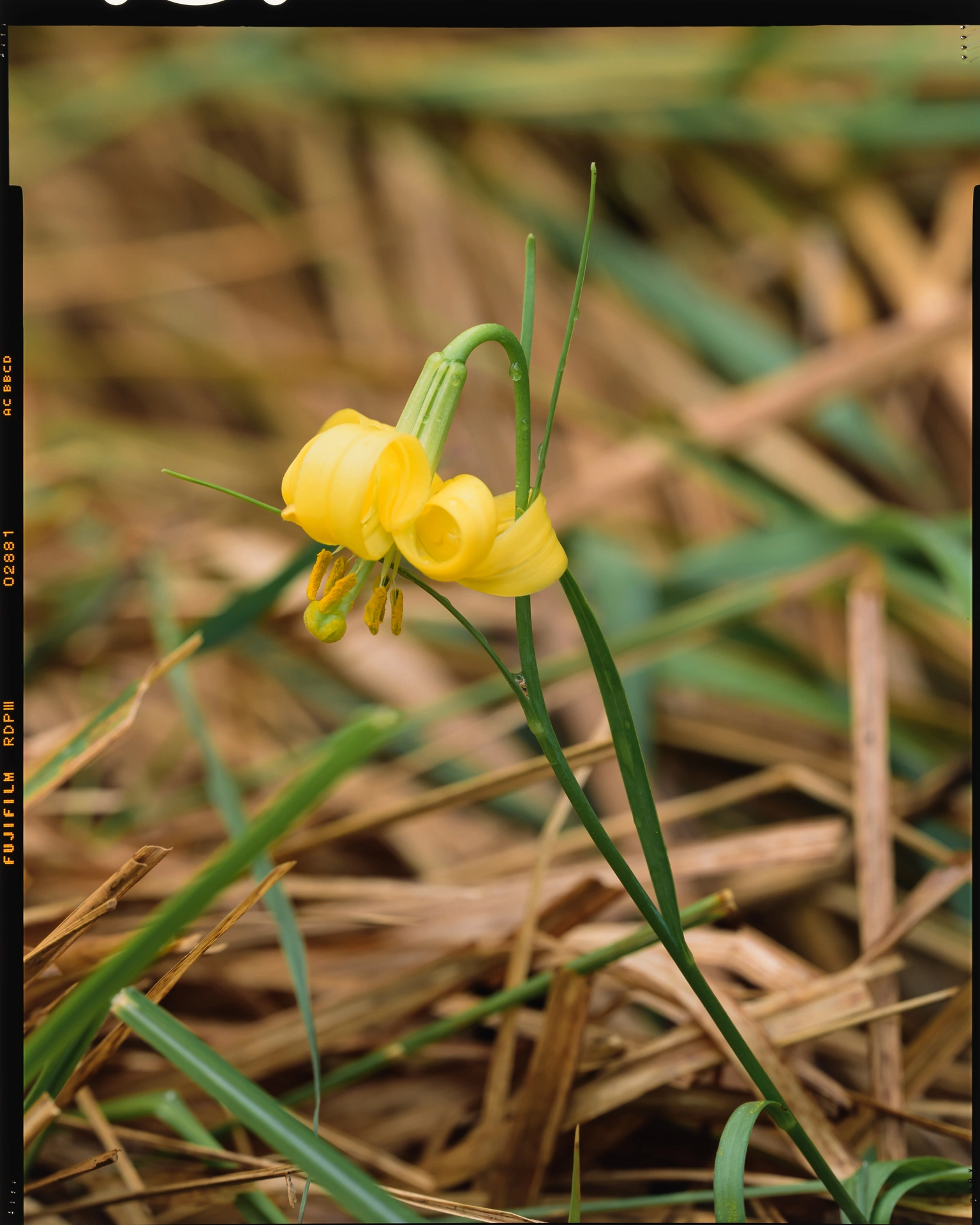 Lilium callosum var. flaviflorum